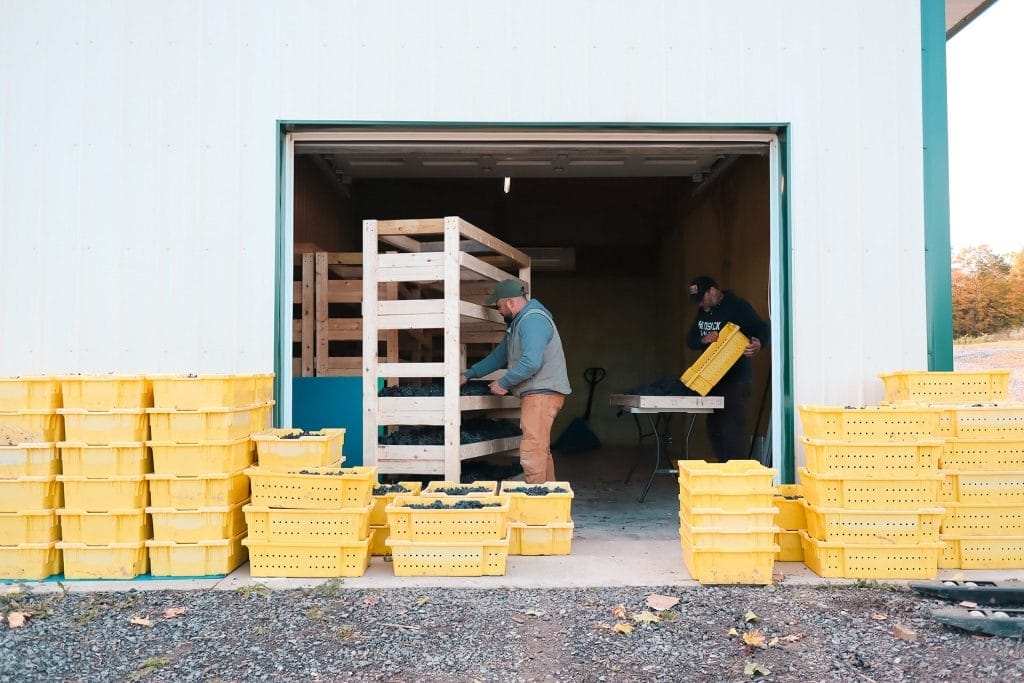 cabernet franc appassimento wine being made in the finger lakes of new york at six eighty cellars